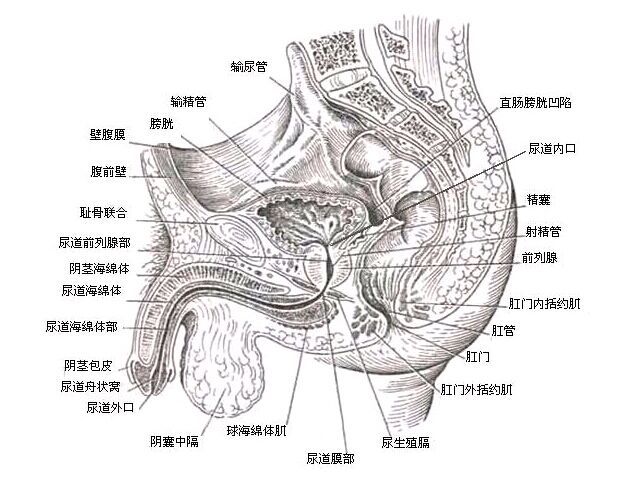 尿道.jpg