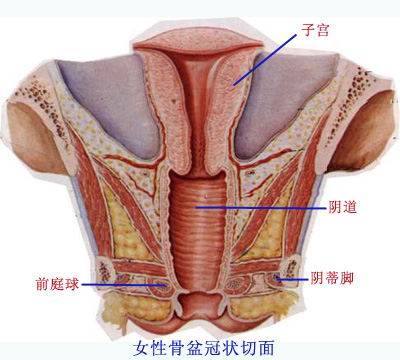 (female pudendum)即女性外生殖器,包括阴阜,大阴唇,小阴唇,阴道前庭