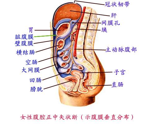 腹膜腔 子宮