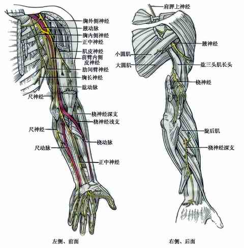 上肢神经分布(6)胸长神经 起自臂丛神经根,经其后方进入腋窝,沿前锯