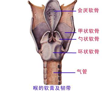包括不成对的甲状软骨,环状软骨,会厌软骨和成对的杓状软骨等(图4-6)