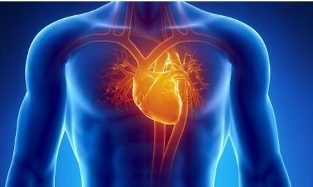 医学动画：心脏解剖与动脉斑块或动脉阻塞