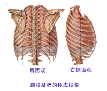 胸膜和纵隔—系统解剖(图文)