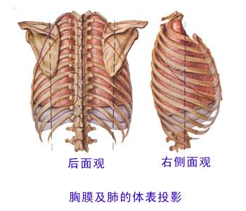 腋中线第五肋间位置图图片