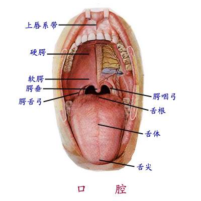 口腔(oral cavity)是消化管的起始部,前借口裂与外界相通,后经咽峡通