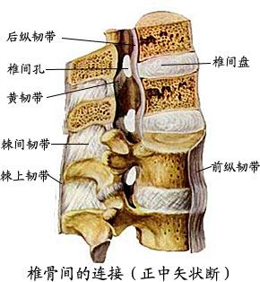 軀幹骨的連結系統解剖圖文