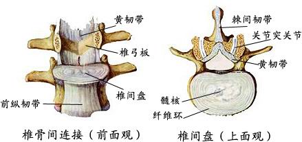 後縱韌帶(posterior longitudinal ligament)為附著於所有椎體及椎間