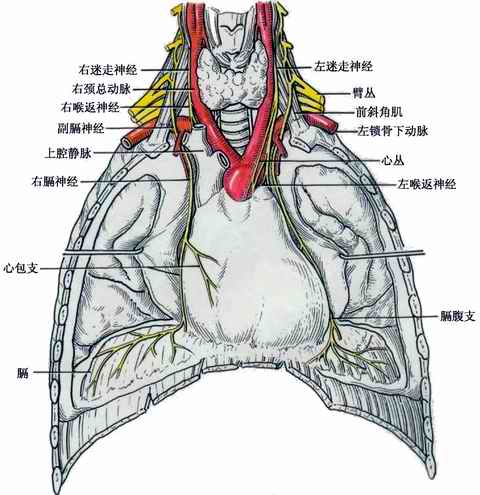 (2)膈神经  是颈丛的主要分支,属混合性神经,下行经胸廓上口入胸腔