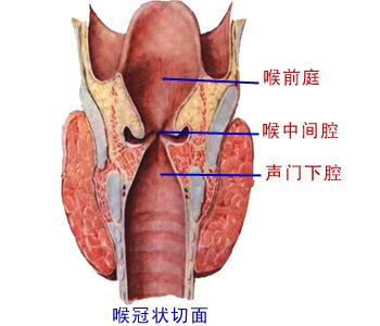 喉腔可借前庭襞和声襞分为三部分:①喉口至前庭裂平面间的部分称喉