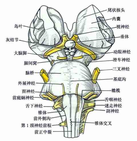 脑干的外形(1)腹侧面  延髓是脑桥和脊髓之间的部分,形似倒置的圆锥体