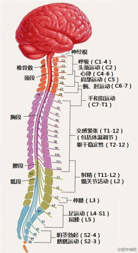 腰椎神经对应的体表感觉区域25腕管综合征(上)