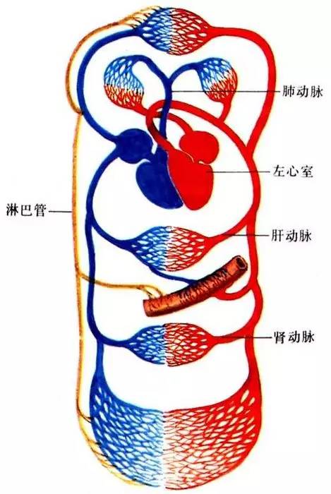 肺循环(小循环) 流回右心房的血液,经右心室压入肺动脉,流经肺部的